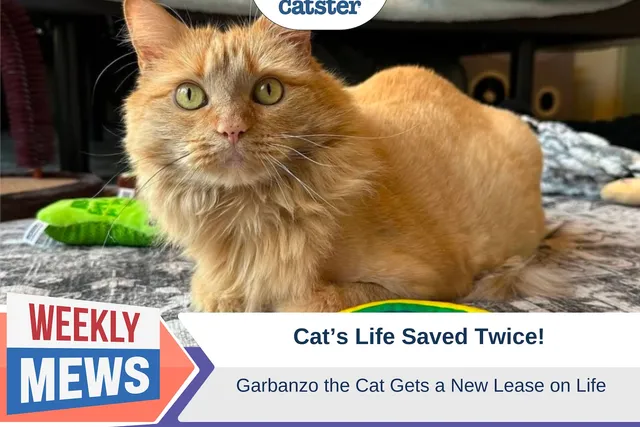 Cat's Life Saved Twice: Garbanzo Gets a New Lease on Life (with Video)