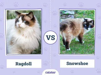 Ragdoll vs. Snowshoe Cat: Vet-Verified Key Differences (With Pictures)