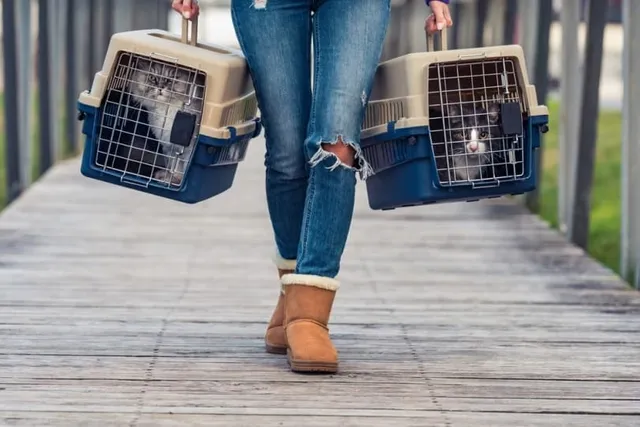 How to Travel With Two Cats: 16 Tips & Tricks