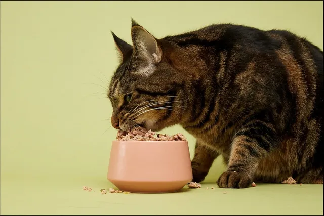Human-Grade Cat Food: What Does It Mean? Facts & FAQ