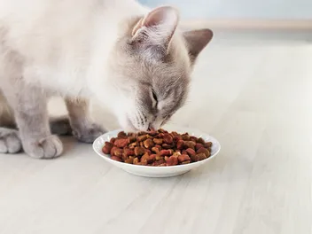 10 Best Cat Foods at PetSmart in 2026 - Reviews & Top Picks