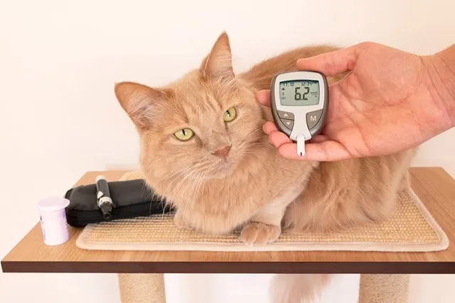 What's the Cost of Cat Insulin in 2026? Vet-Reviewed Price Guide & FAQ