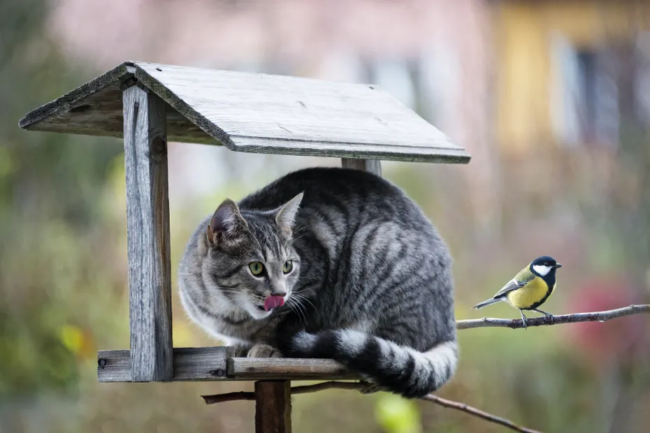 cat hunting a bird outdoors