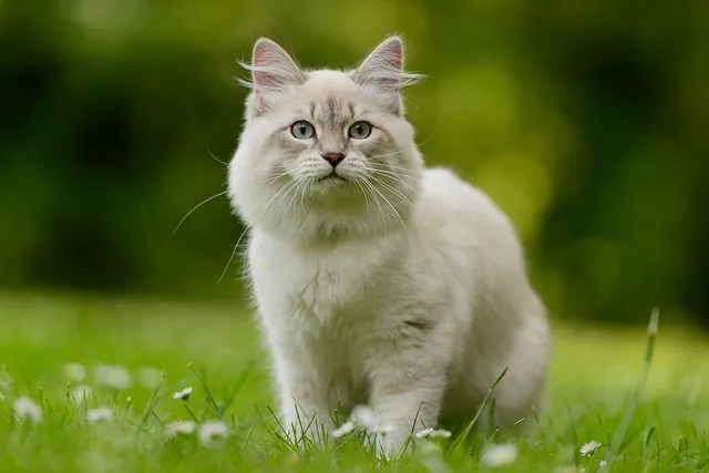 17 Most Beautiful Cat Breeds (With Info & Pictures)