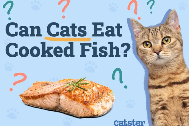 Can Cats Eat Cooked Fish? Vet-Reviewed Facts & FAQ