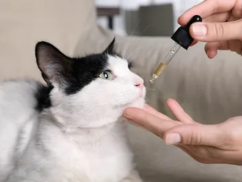 Does CBD Oil Help Cats with Kidney Disease? Vet-Reviewed Facts & FAQ