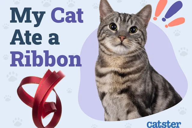 My Cat Ate a Ribbon: Is It Dangerous? Our Vet Explains
