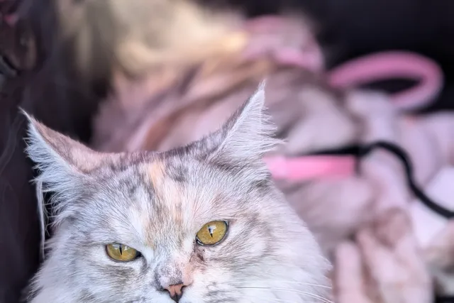 Kizzy: The Feline Princess With a Purpose