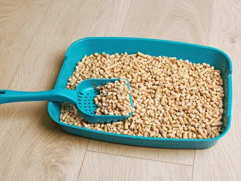 10 Cat Litter Alternatives: Vet-Verified Options (With Pros & Cons)