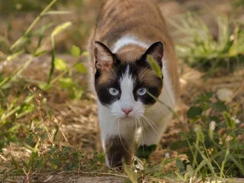 Where Do Outdoor Cats Sleep? 7 Places They Like to Curl Up (Vet-Reviewed)