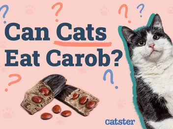 Can Cats Eat Carob Chocolate Substitute? Vet-Reviewed Facts & FAQ