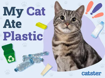 My Cat Ate Plastic: Our Vet Explains What to Do