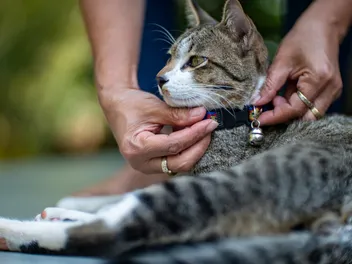 Are Bell Collars Bad for a Cat's Hearing? Vet-Verified Facts & FAQ