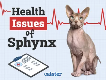 Sphynx Cat Health Problems: 6 Vet-Reviewed Issues
