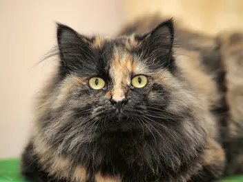 How Long Do Tortoiseshell Cats Live? Average Lifespan Data & Vet-Reviewed Facts