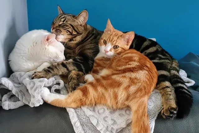 Why I Love to Talk About My Cats: Dr. Karyn Tells Us More