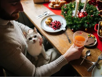 6 Vet-Approved Tips for Having a Cat-Friendly Thanksgiving