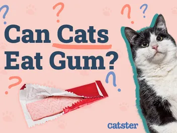 Can Cats Eat Gum? Vet-Approved Facts & FAQ