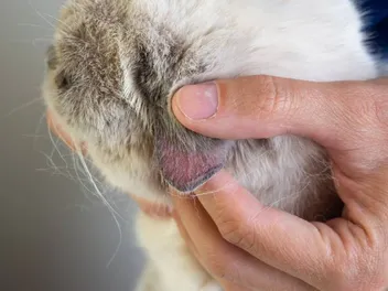 My Cat Has Sores Behind Their Ears, What's Wrong? Our Vet Explains