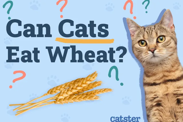 Can Cats Eat Wheat? Vet Approved Nutrition Facts & FAQ