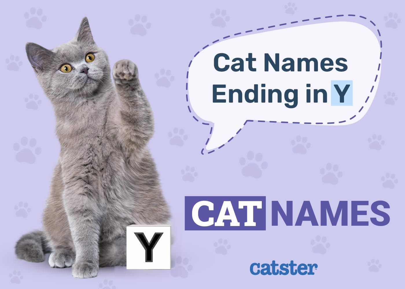 Cat Names Ending in Y for a New Kitty (With Meanings)