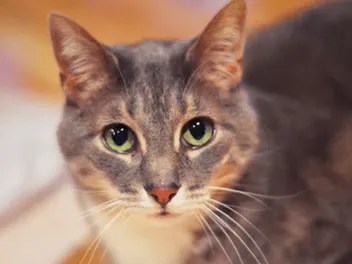 We Talk to Janiss Garza About Her Book "Rescued," Written From the Perspective of Cats