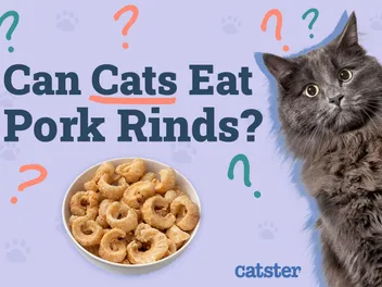 Can Cats Eat Pork Rinds? Vet-Reviewed Facts & FAQ