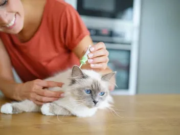 Flea Treatments for Cats: Our Vet Explains