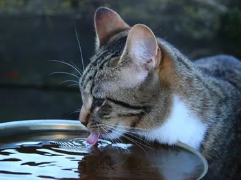Why Is My Cat Drinking So Much Water? Our Vet Explains
