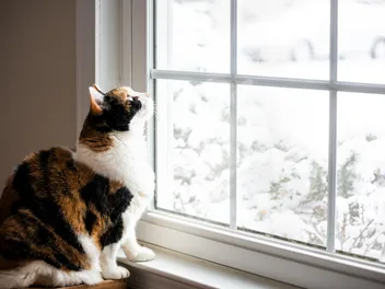 Proof That Moving Cats Indoors Is Easier Than You Think
