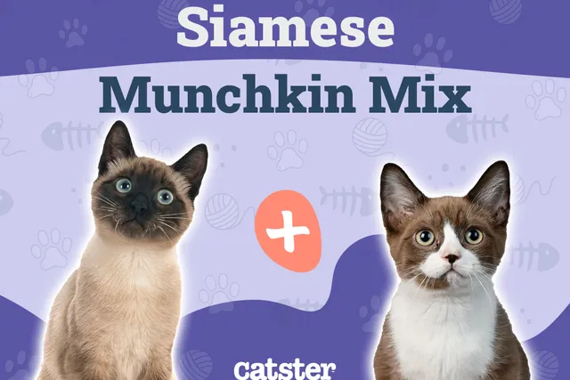 Siamese Munchkin Cat Mix: Info, Pictures, Temperament & More