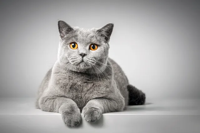 British Shorthair Cat Breed: Info, Pictures, Temperament & More