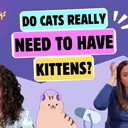 Chatting About Toxoplasmosis and Pregnancy, Litters of Kitties, and Surprise Smells | Chatty Cattys, Episode 36