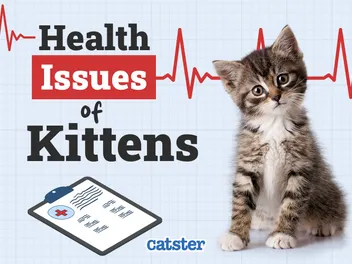 7 Common Kitten Health Issues: Our Vet Answers
