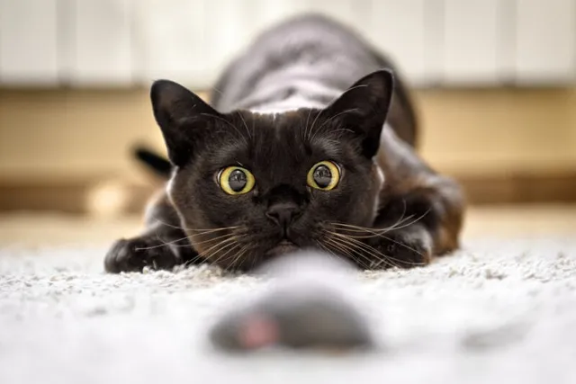Why Do Cats Pounce? Feline Instinctive Behavior Explained (Vet-Reviewed)