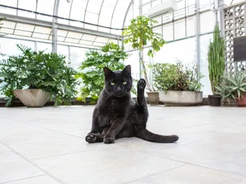What Houseplants Are Poisonous to Cats? 15 Vet-Verified Toxic Types