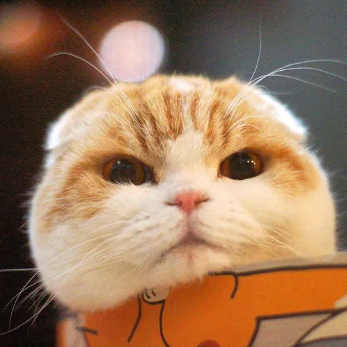 @waffles_the_cat