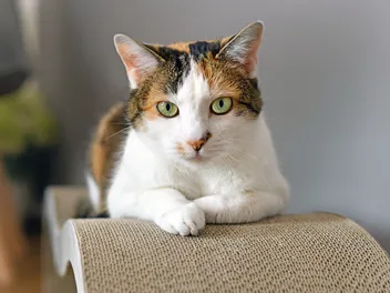 6 Vet-Verified Facts About Cat Eye Colors: Vision, Kittens & Coat Impact