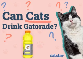 Can Cats Drink Gatorade? Vet Approved Nutritional Facts & FAQ