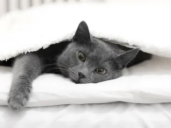 How To Keep Your Cat From Jumping After Surgery: 10 Vet-Approved Tips