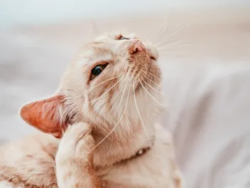 How to Help Control Fleas in Feral Cats: 5 Vet-Approved Tips & Tricks