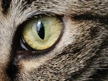 8 Types of Cat Eye Colors and Their Rarity (With Pictures)