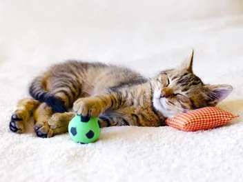 How Many Hours Do Kittens Sleep? Early Habits & Behaviors Explained (Vet-Verified Info)