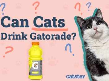 Can Cats Drink Gatorade? Vet Approved Nutritional Facts & FAQ