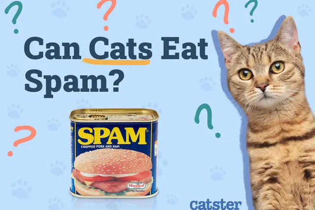 Can Cats Eat Spam? Our Vet Answers & Explains