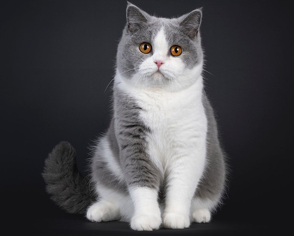 grey and white British Shorthair cat
