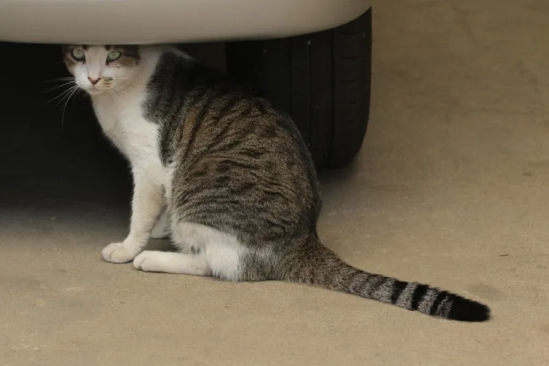 Cat sitting under a car in the garage