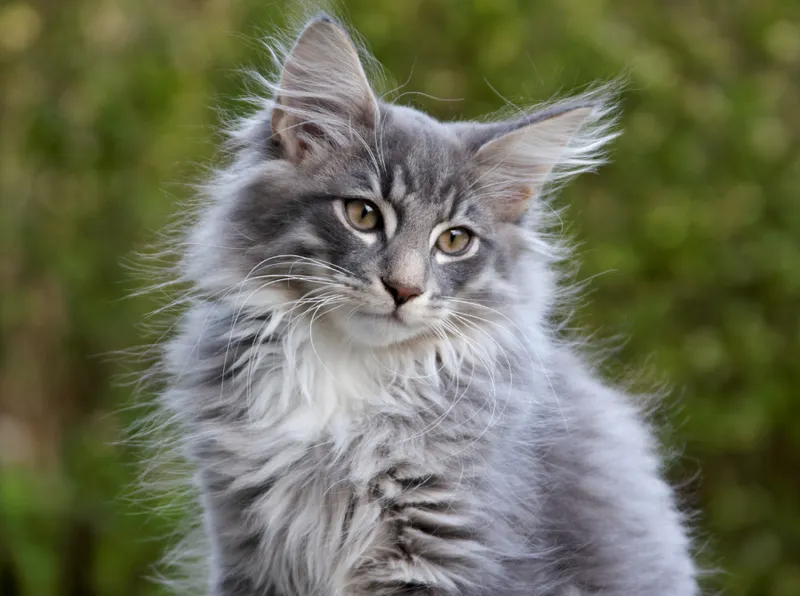 Norwegian forest cat male kitten looking sad