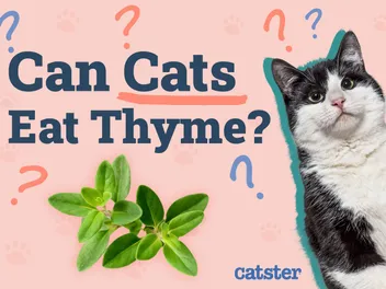 Can Cats Eat Thyme? Vet-Reviewed Facts