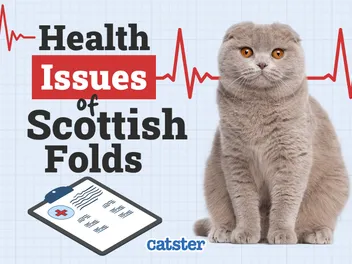 Scottish Fold Cat Health Problems: 7 Vet-Reviewed Issues